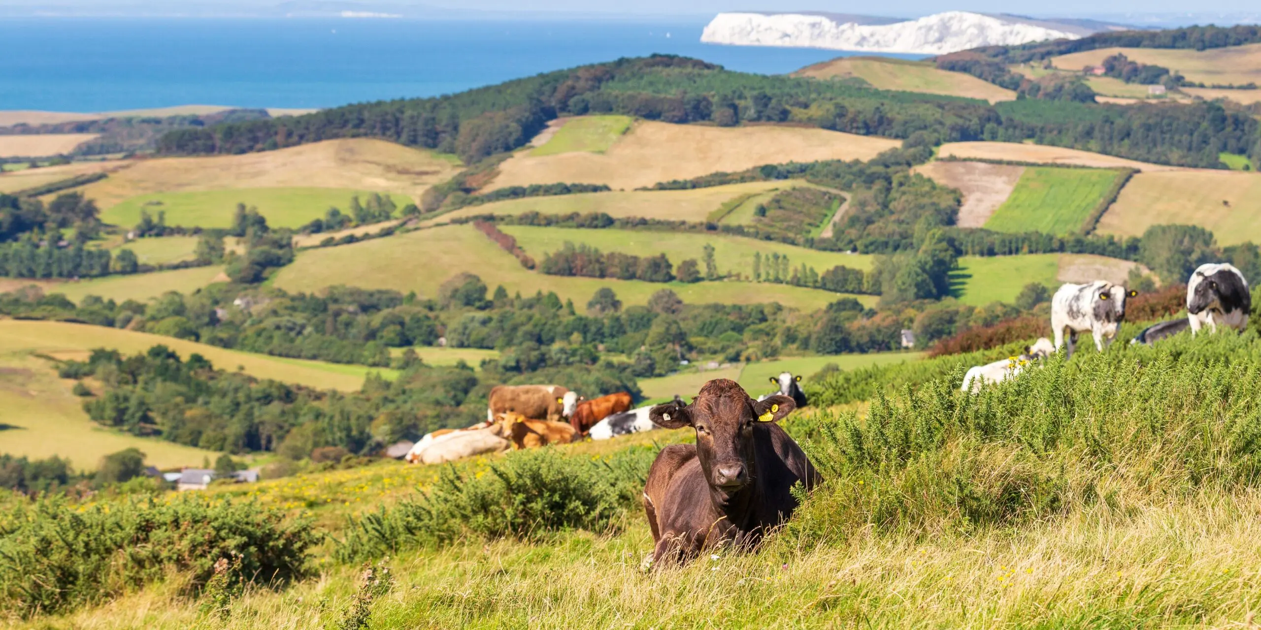 Isle of Wight Farming Conference