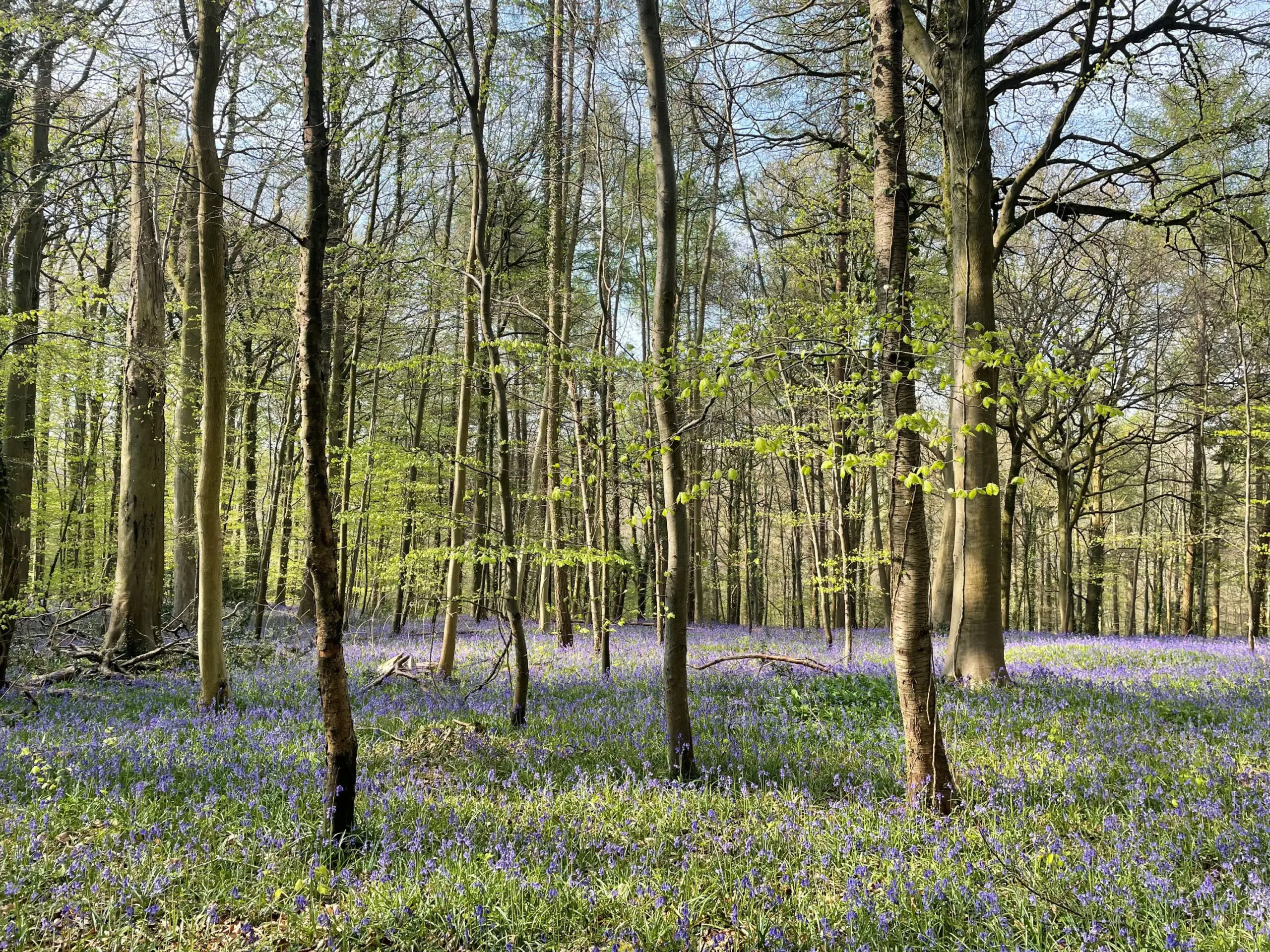 COUNTRYSIDE STEWARDSHIP UPDATE – SOME GOOD NEWS!
